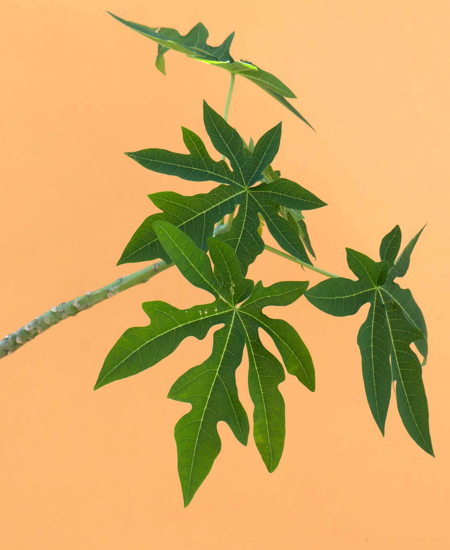 Papayaträd "Carica papaya" ätbar