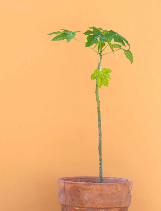 Papayaträd "Carica papaya" ätbar