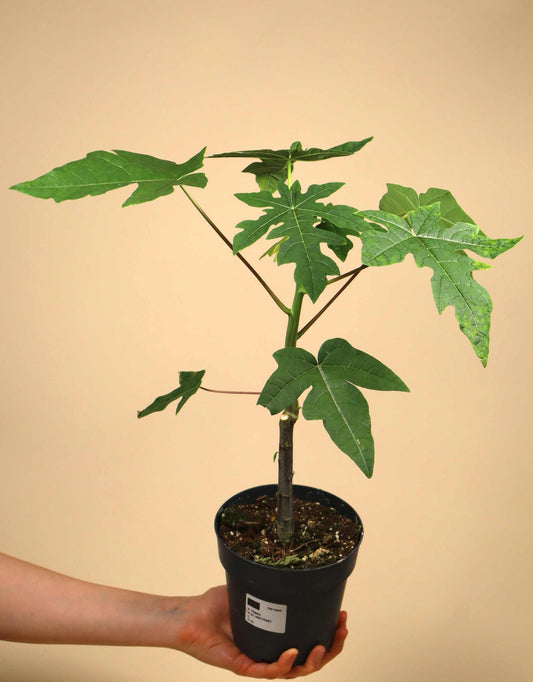 Papayaträd "Carica papaya" ätbar