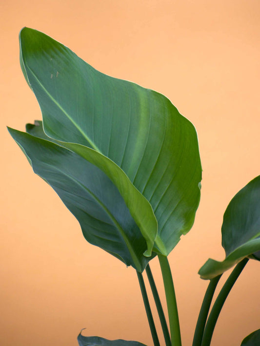 Papegojblomma 'Strelitzia nicolai'