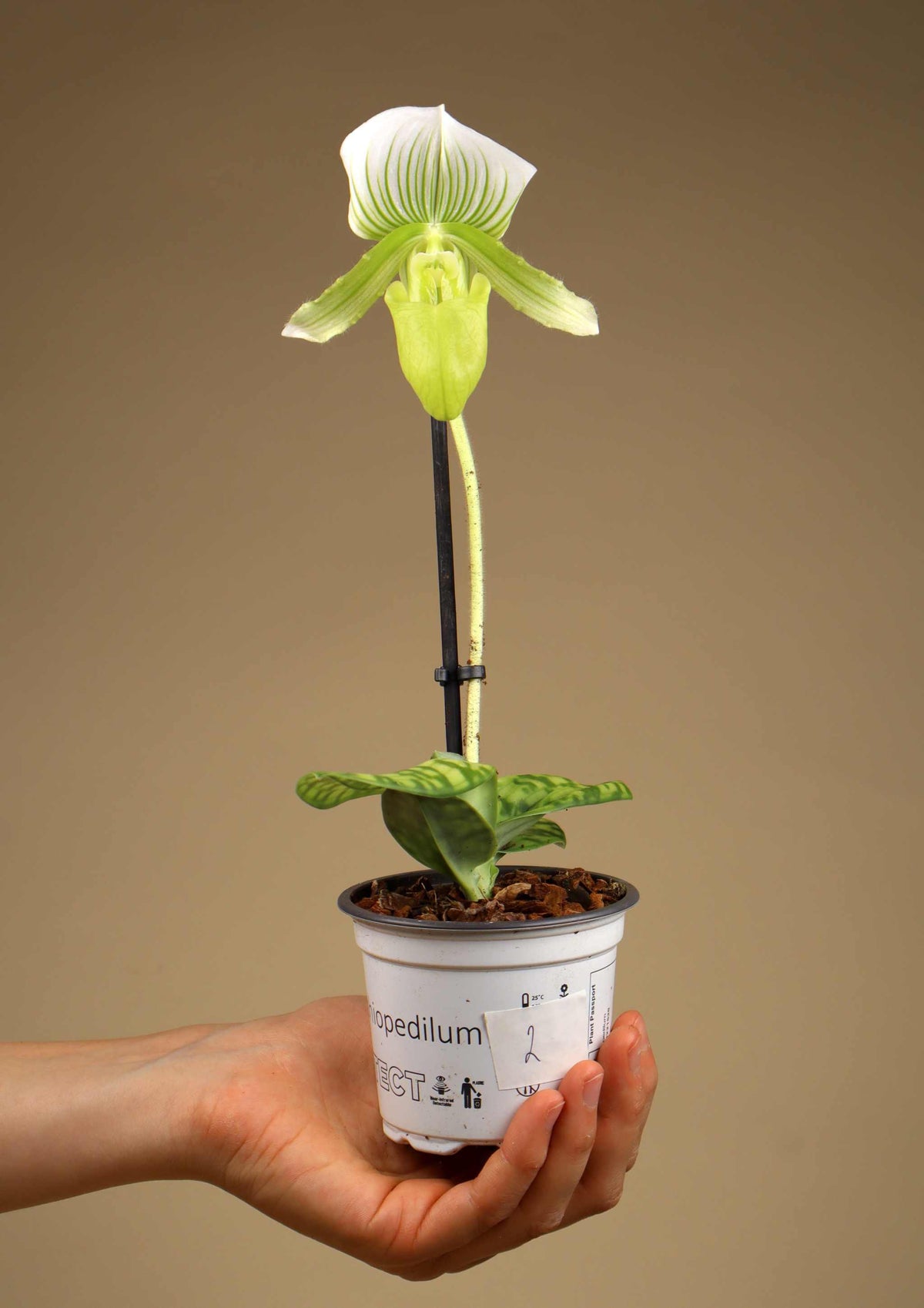 Paphiopedilum mix