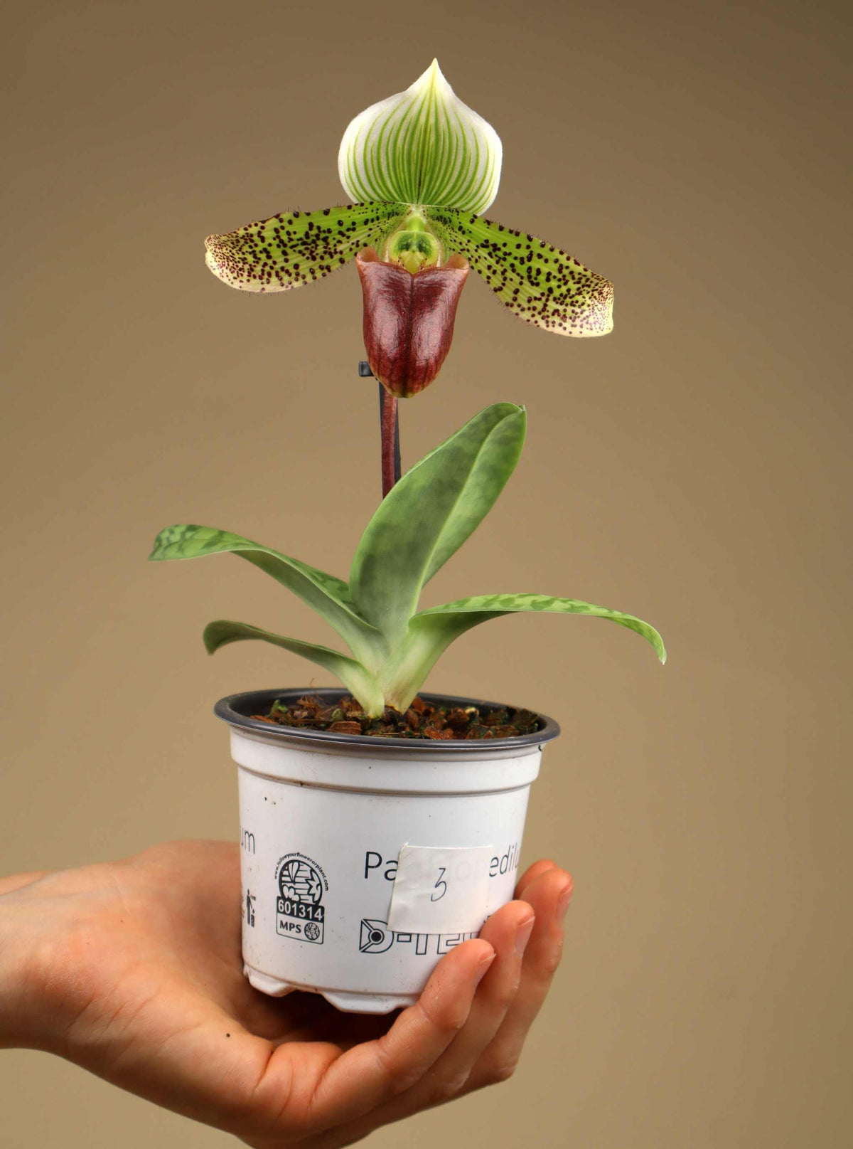 Paphiopedilum mix