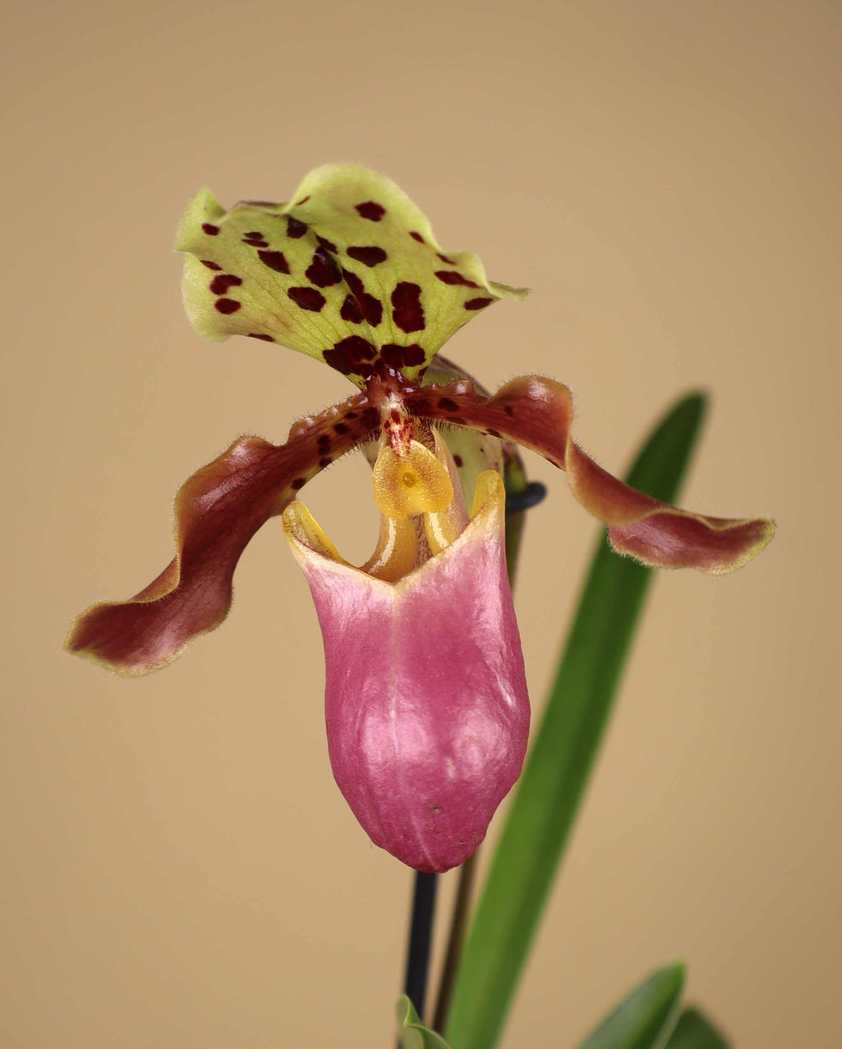 Paphiopedilum mix
