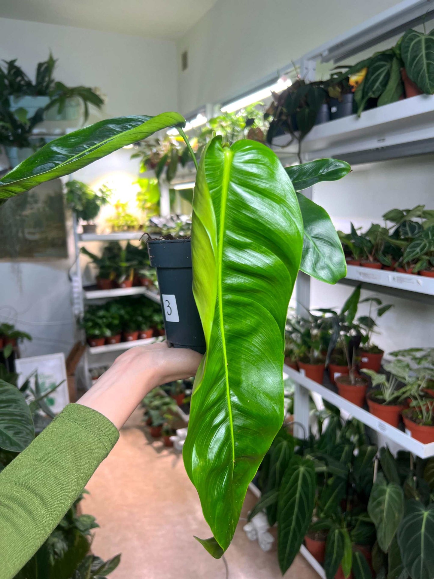 Philodendron patriciae