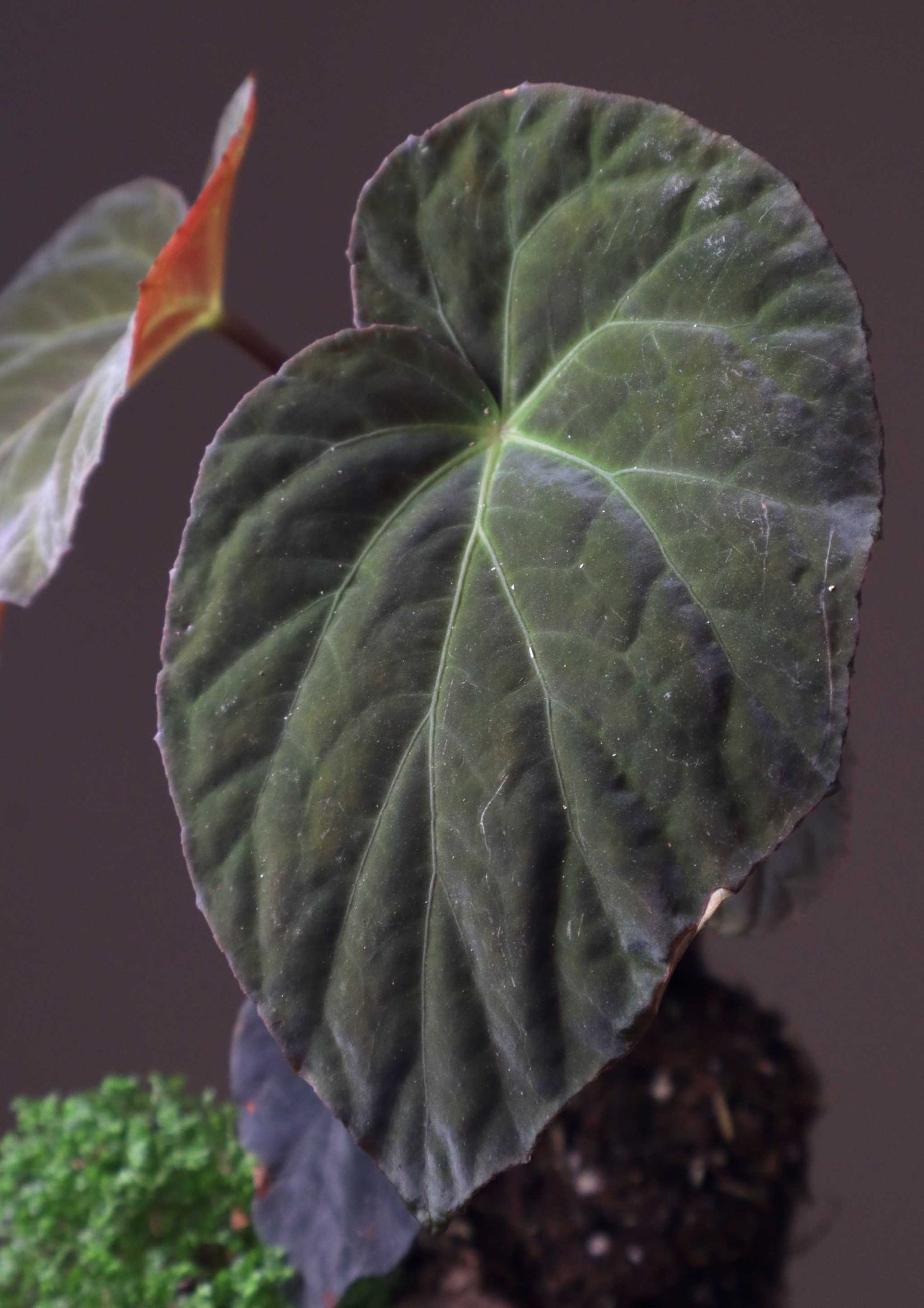 Begonia pavonina