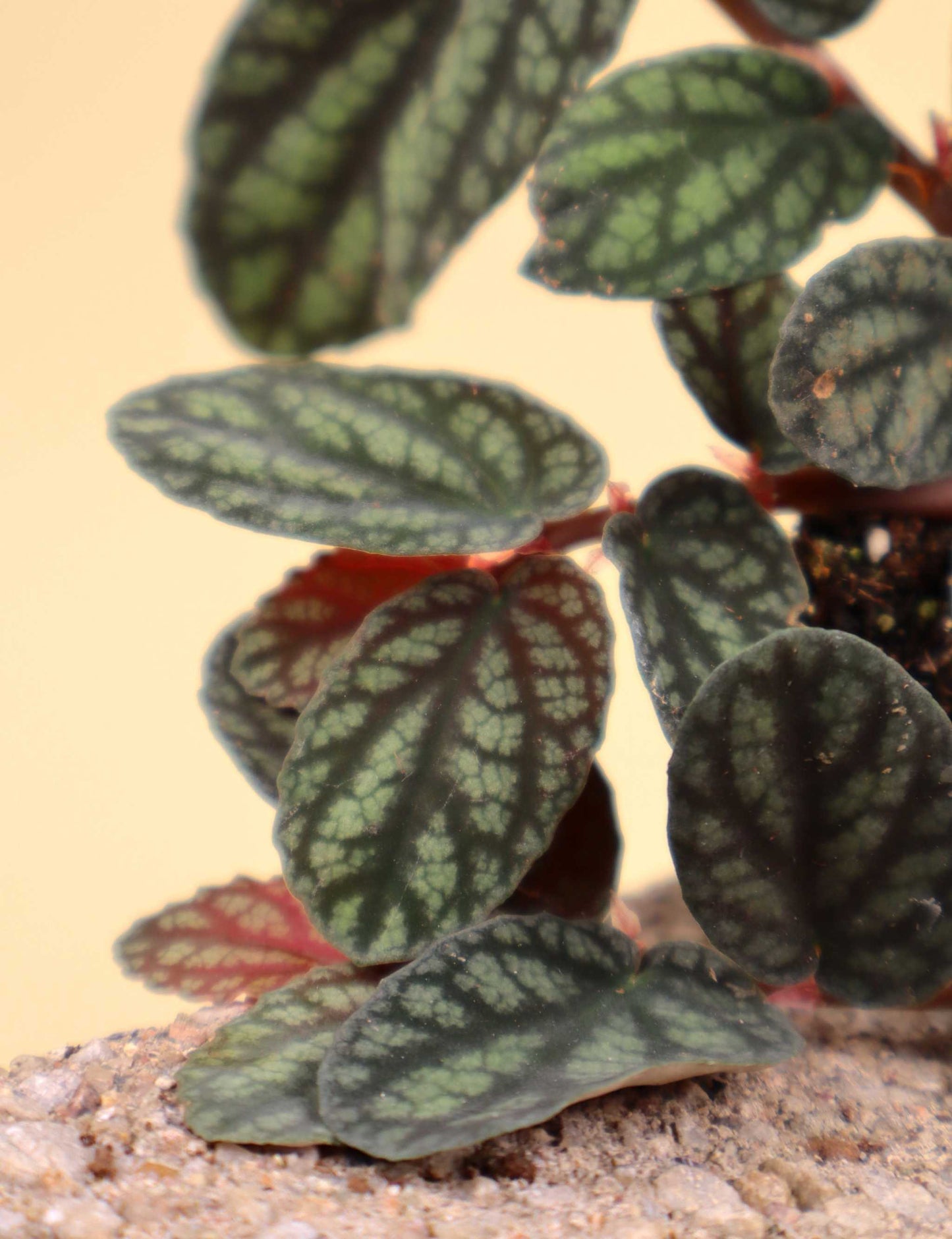 Pellionia repens