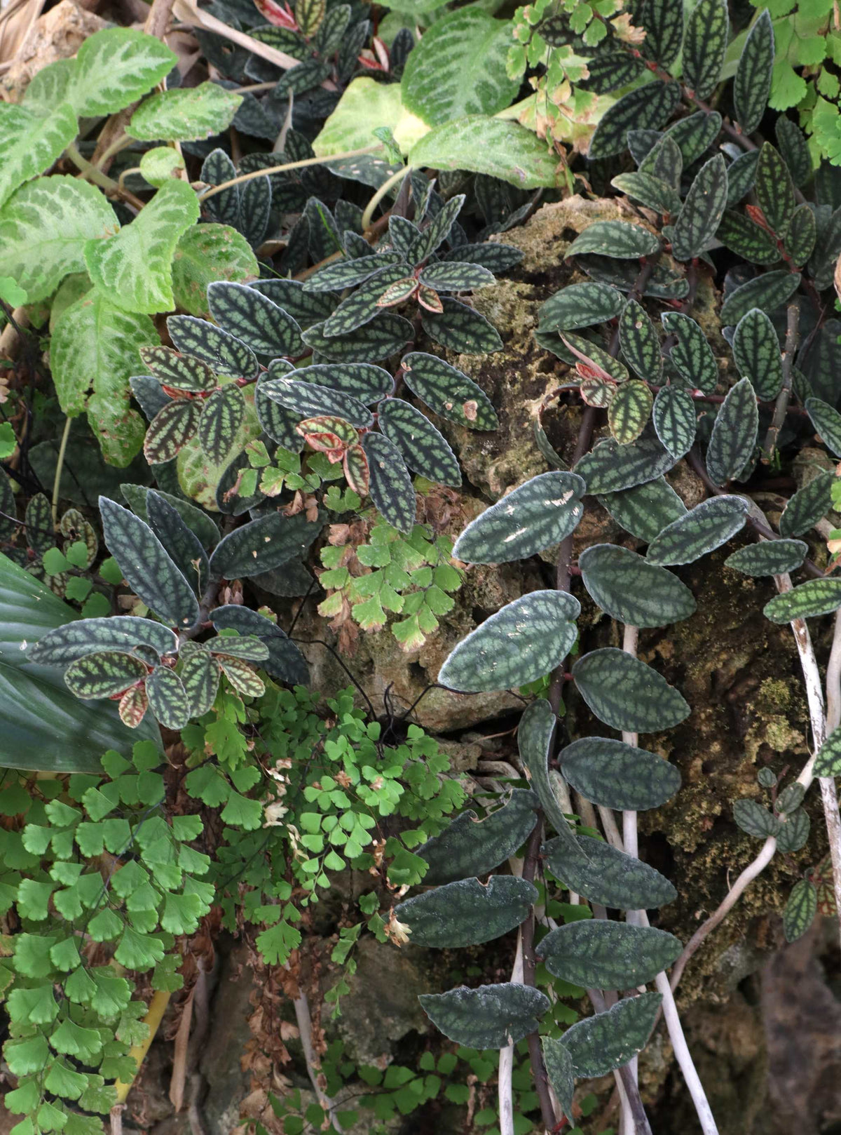 Pellionia repens
