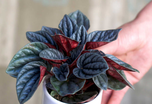 Peperomia caperata 'Montevideo'