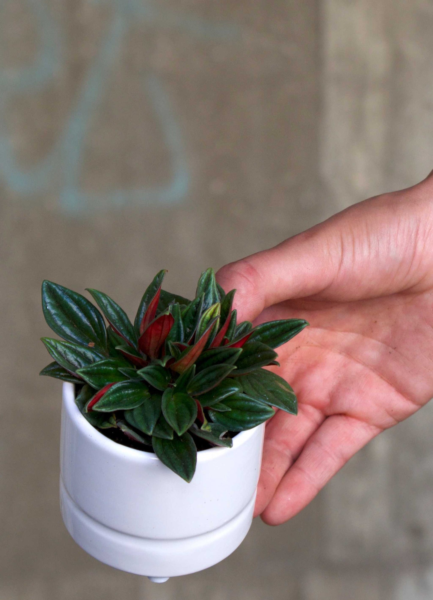 Peperomia caperata 'Rosso'