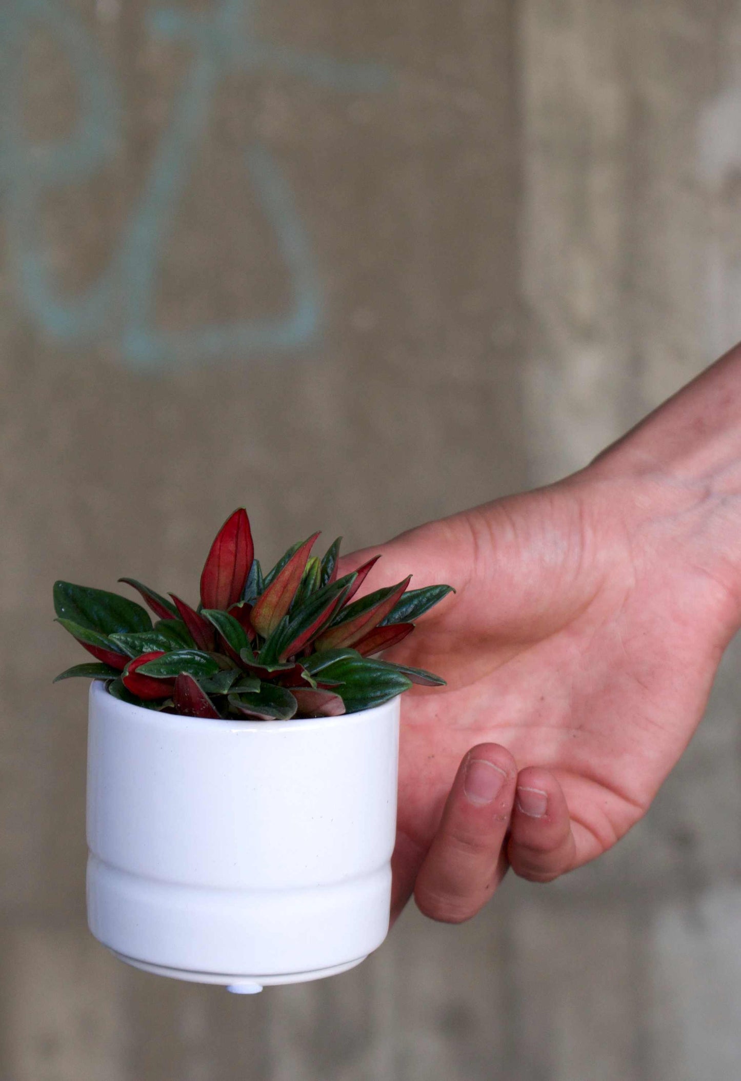 Peperomia caperata 'Rosso'
