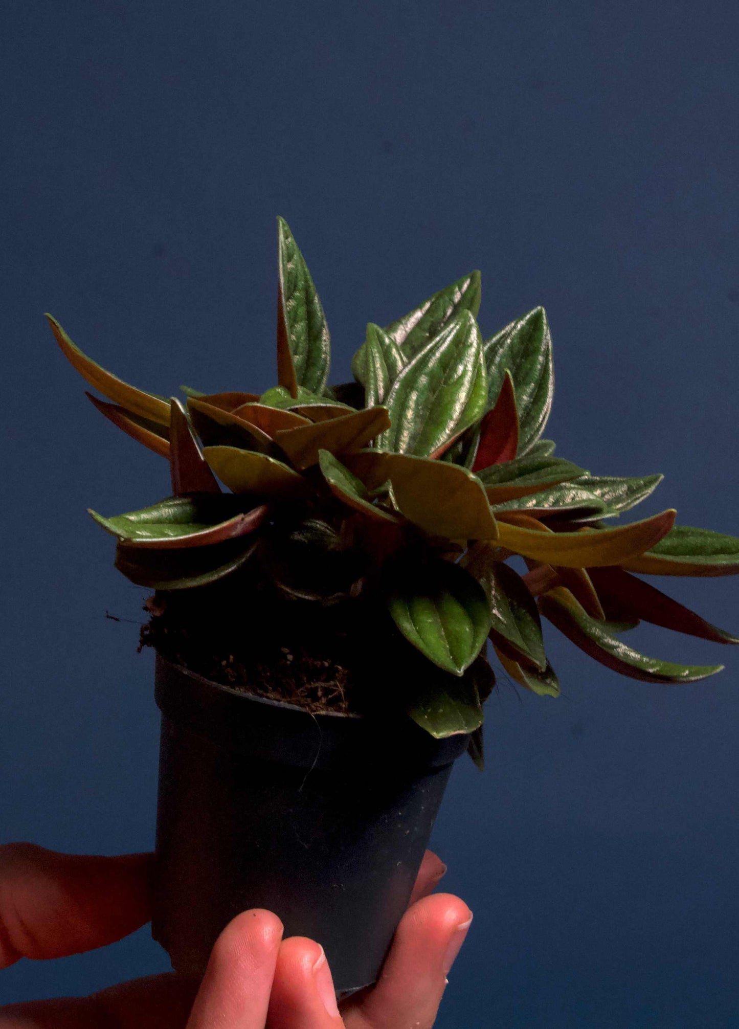Peperomia caperata 'Rosso'