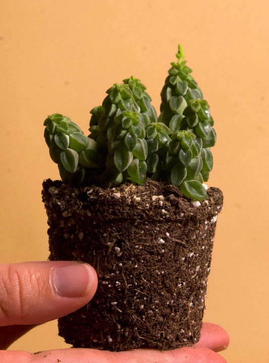 Peperomia columella