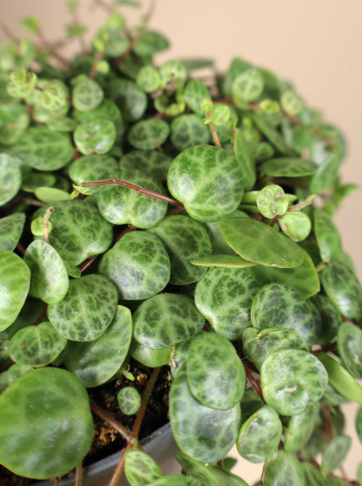 String of turtles „Peperomia prostrata“