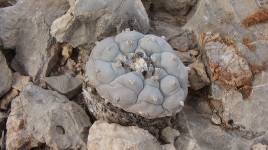 Lophophora williamsii | Peyote