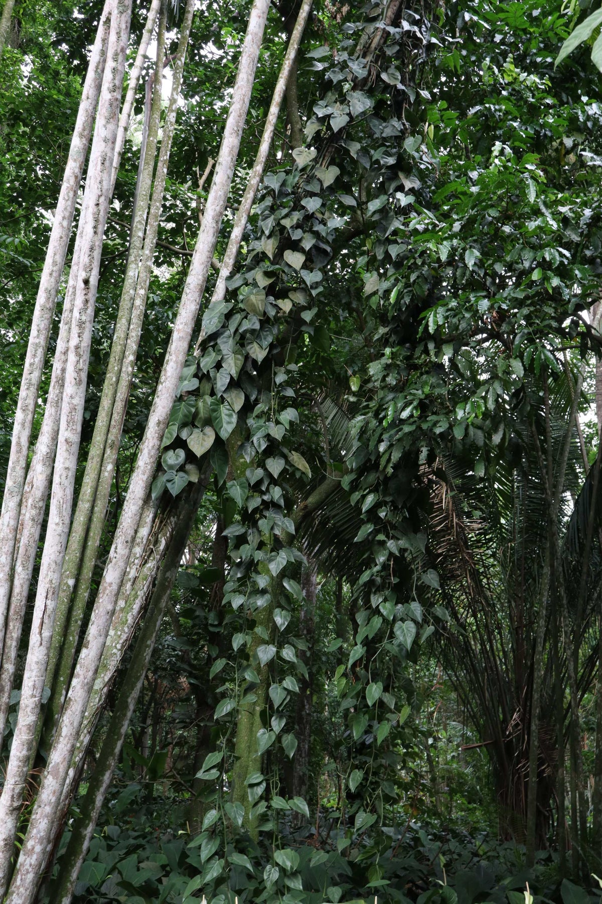 Philodendron hederaceum (Efeutute)