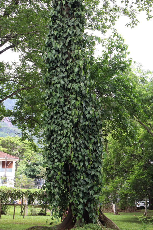 Philodendron hederaceum (klätterkalla)
