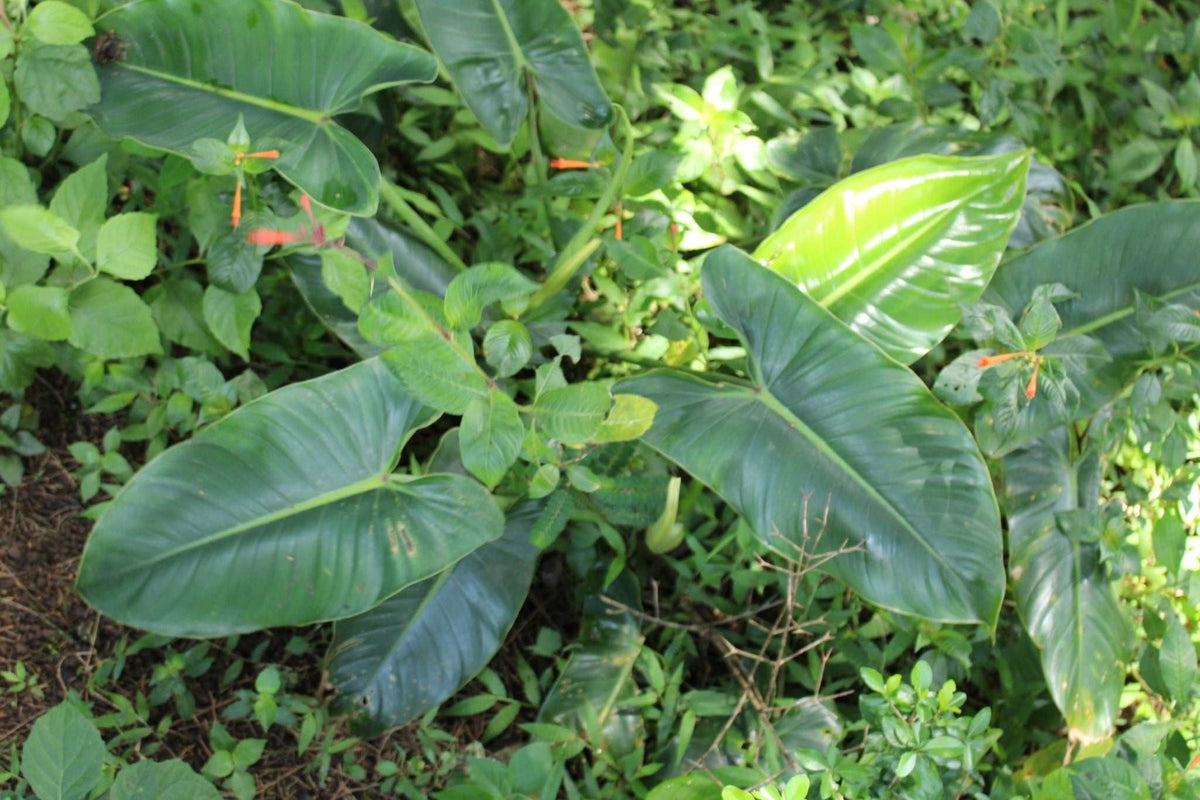 Philodendron brenesii