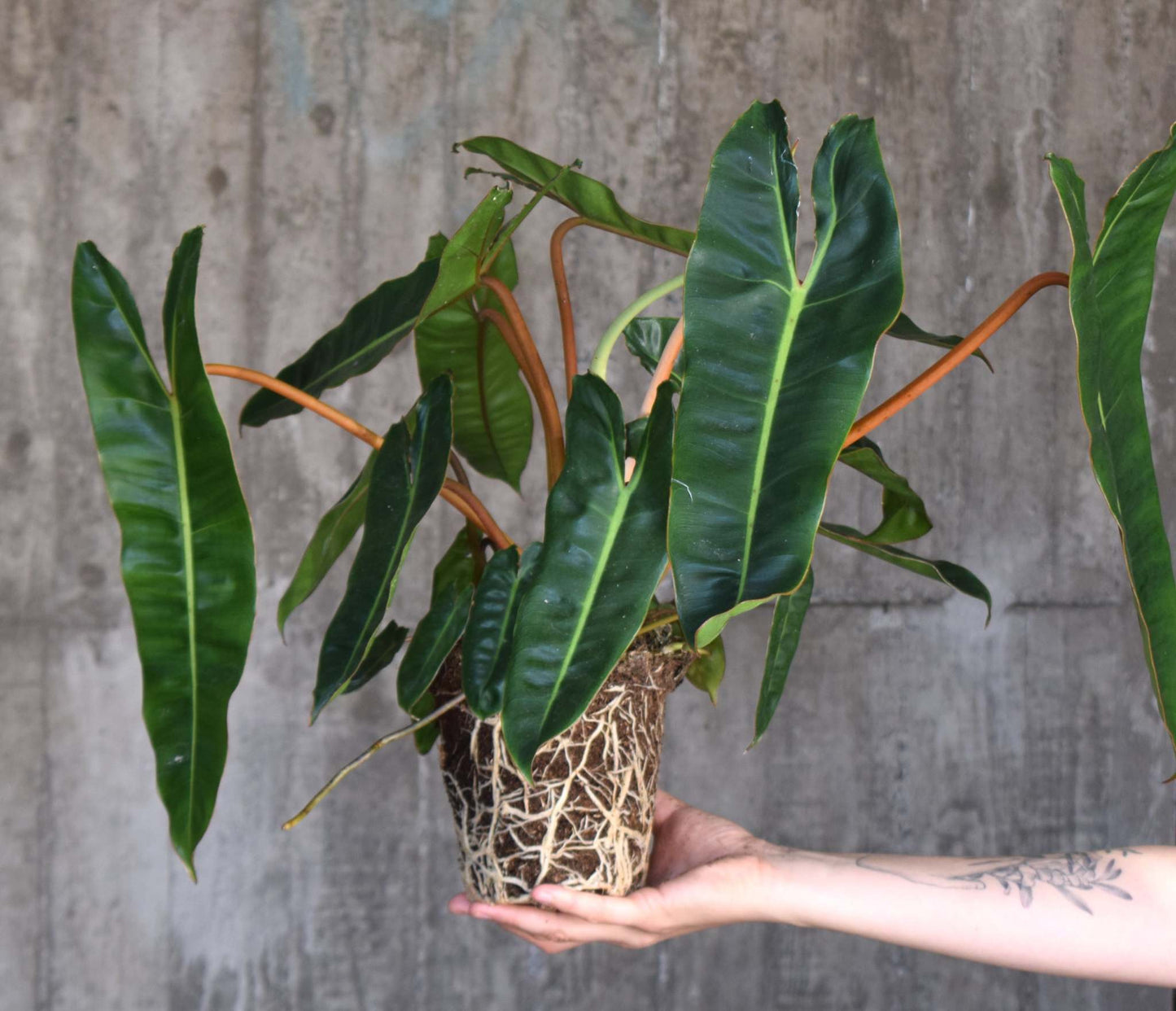 philodendron billietiae