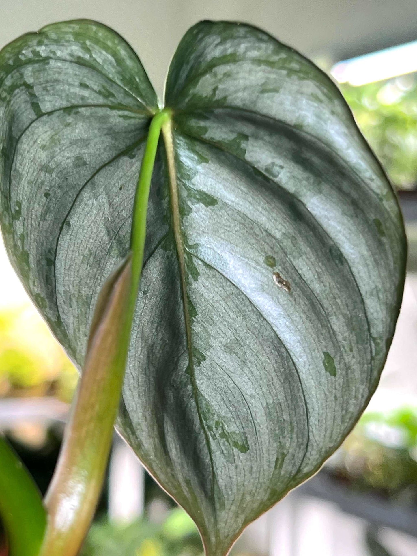 Philodendron brandtianum