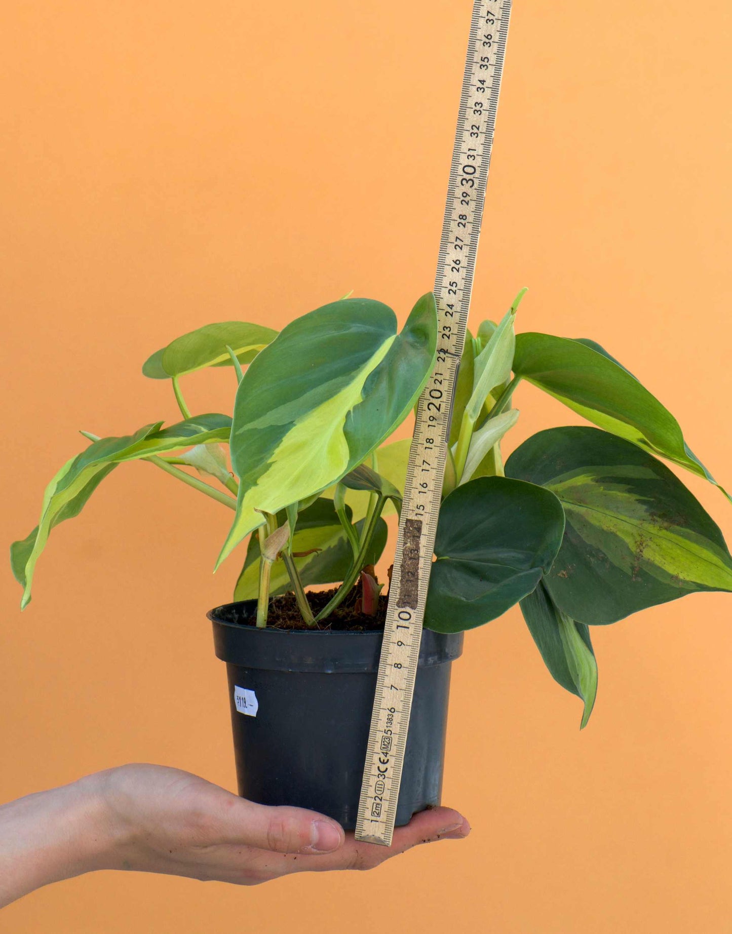 Philodendron scandens 'Brasil' (Klätterkalla)