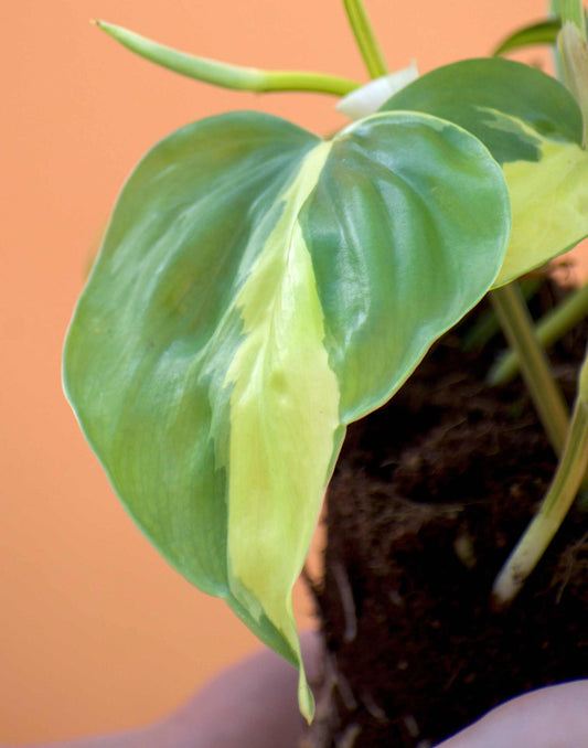 Philodendron scandens 'Brasil' (Klätterkalla)