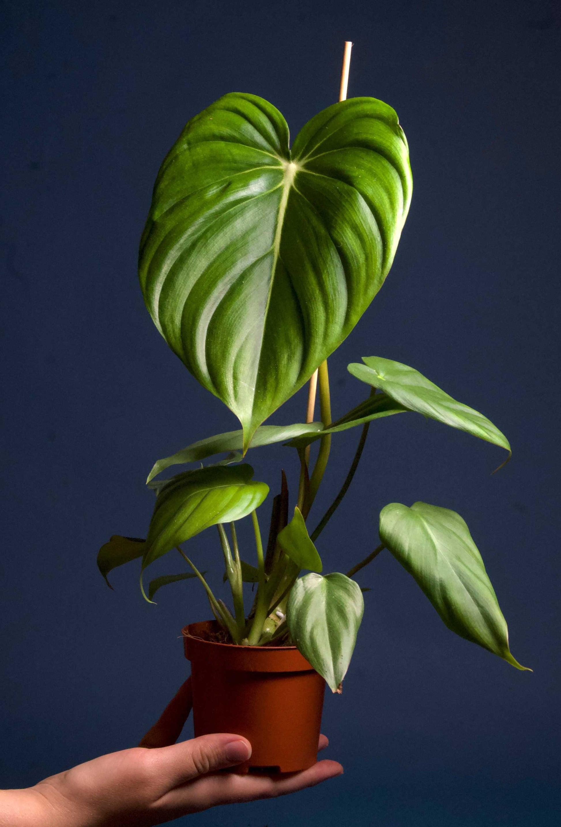 Philodendron ’Dean Mc Dowell’