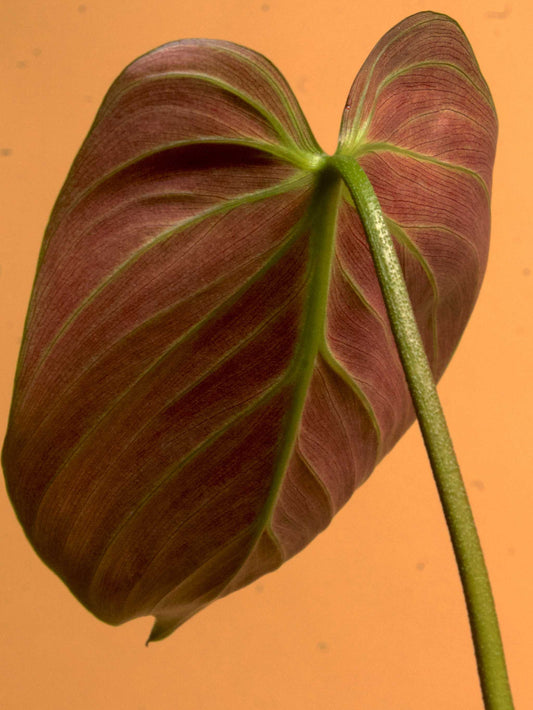 Philodendron rubrijuvenile 'El Choco Red'