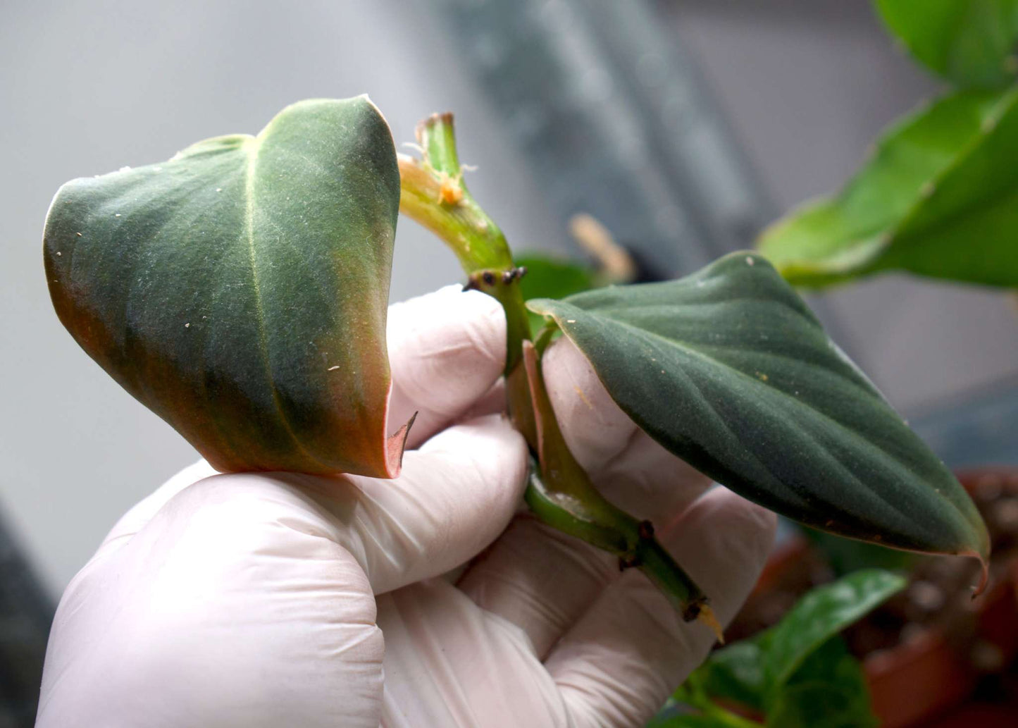 philodendron gigas stickling