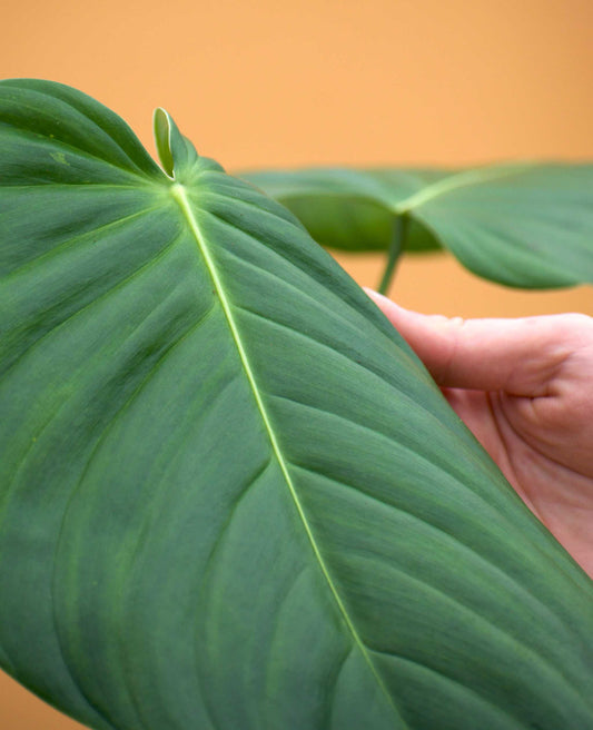 Philodendron grandipes