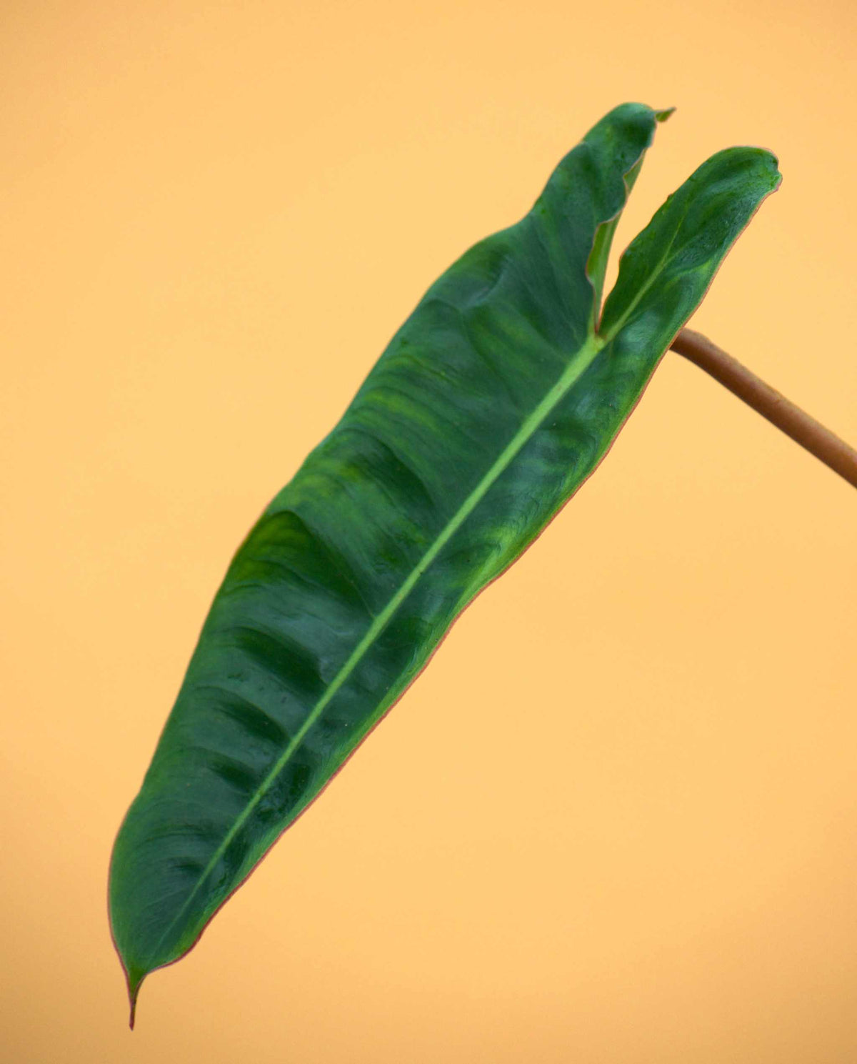 Philodendron billietiae