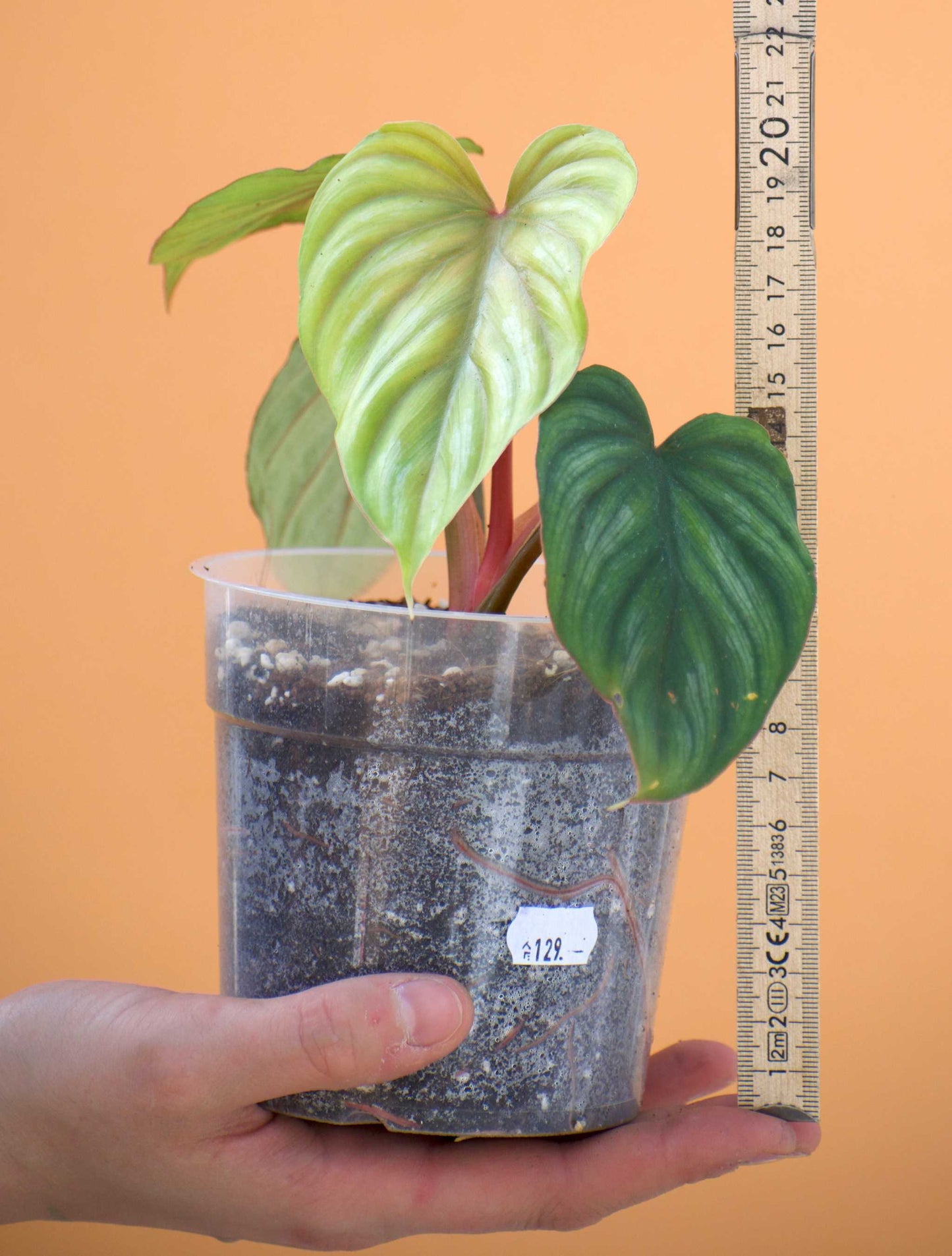 Philodendron mamei