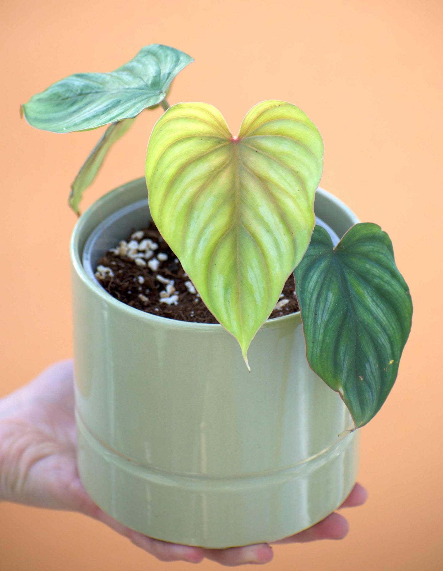 Philodendron mamei