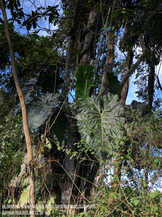 Philodendron maximum