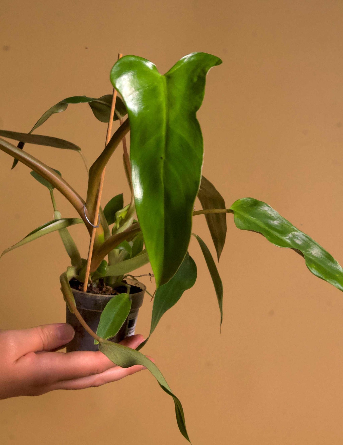Philodendron Mexicanum
