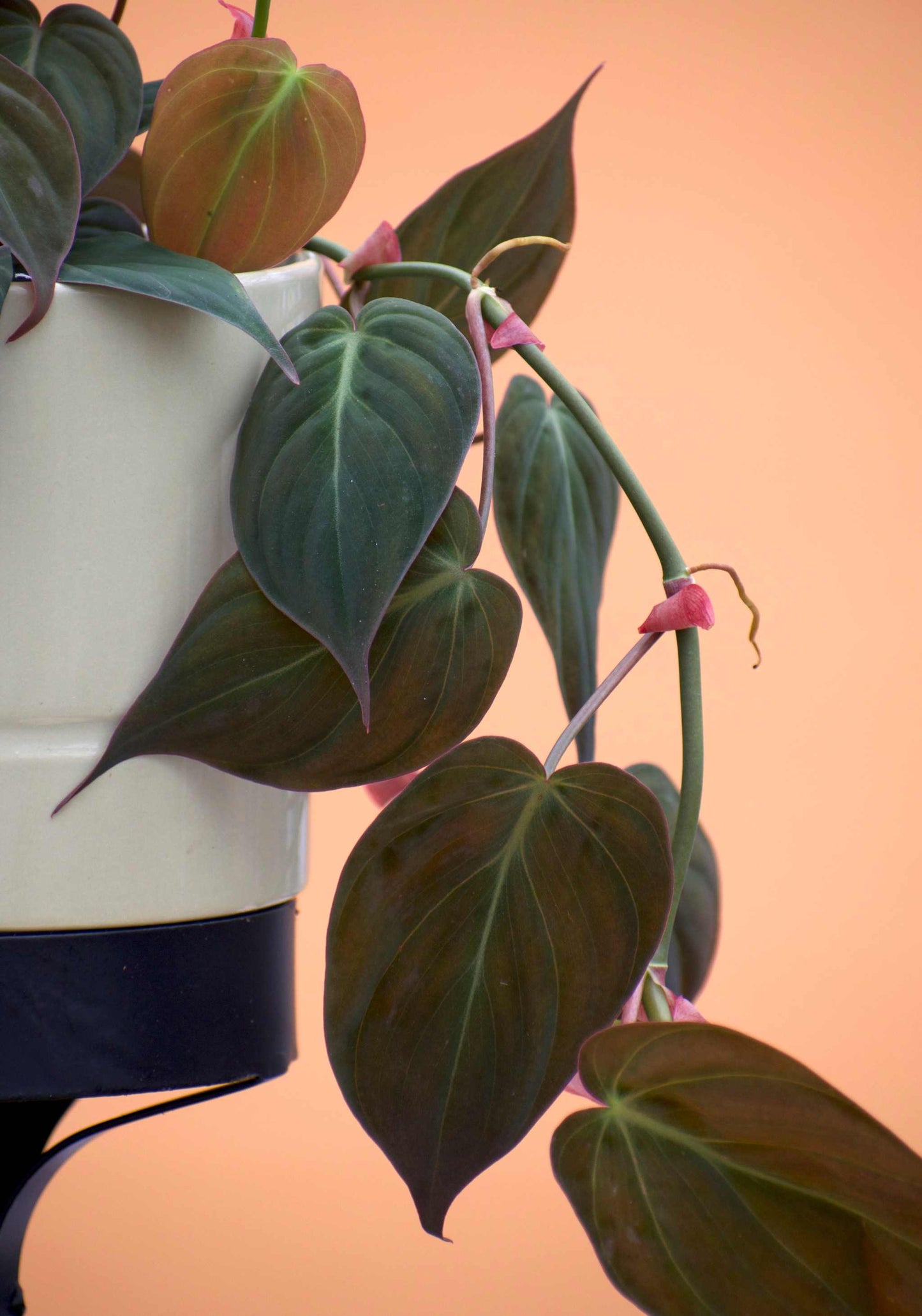 Philodendron micans