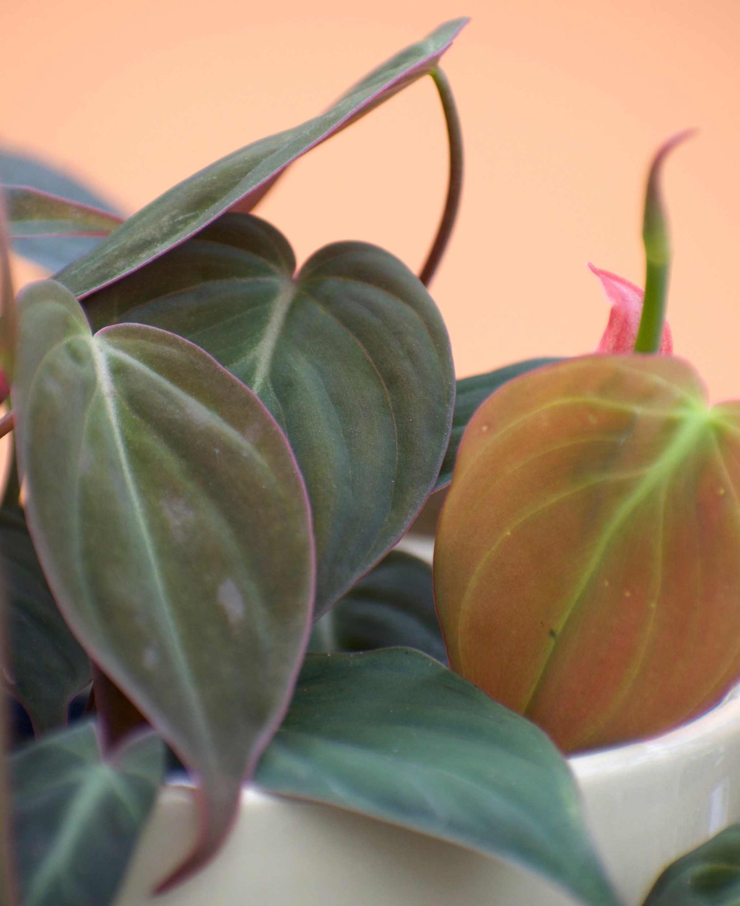 Philodendron micans