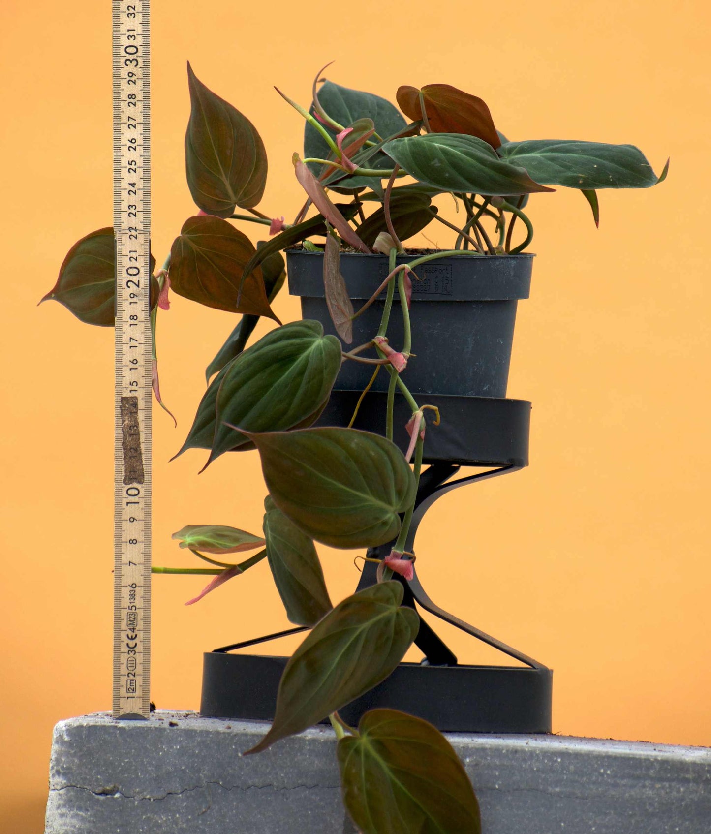 Philodendron micans storlek