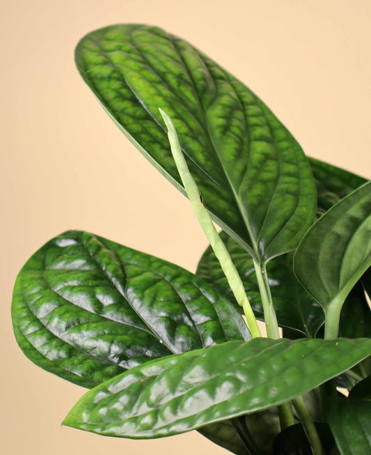 Philodendron opacum