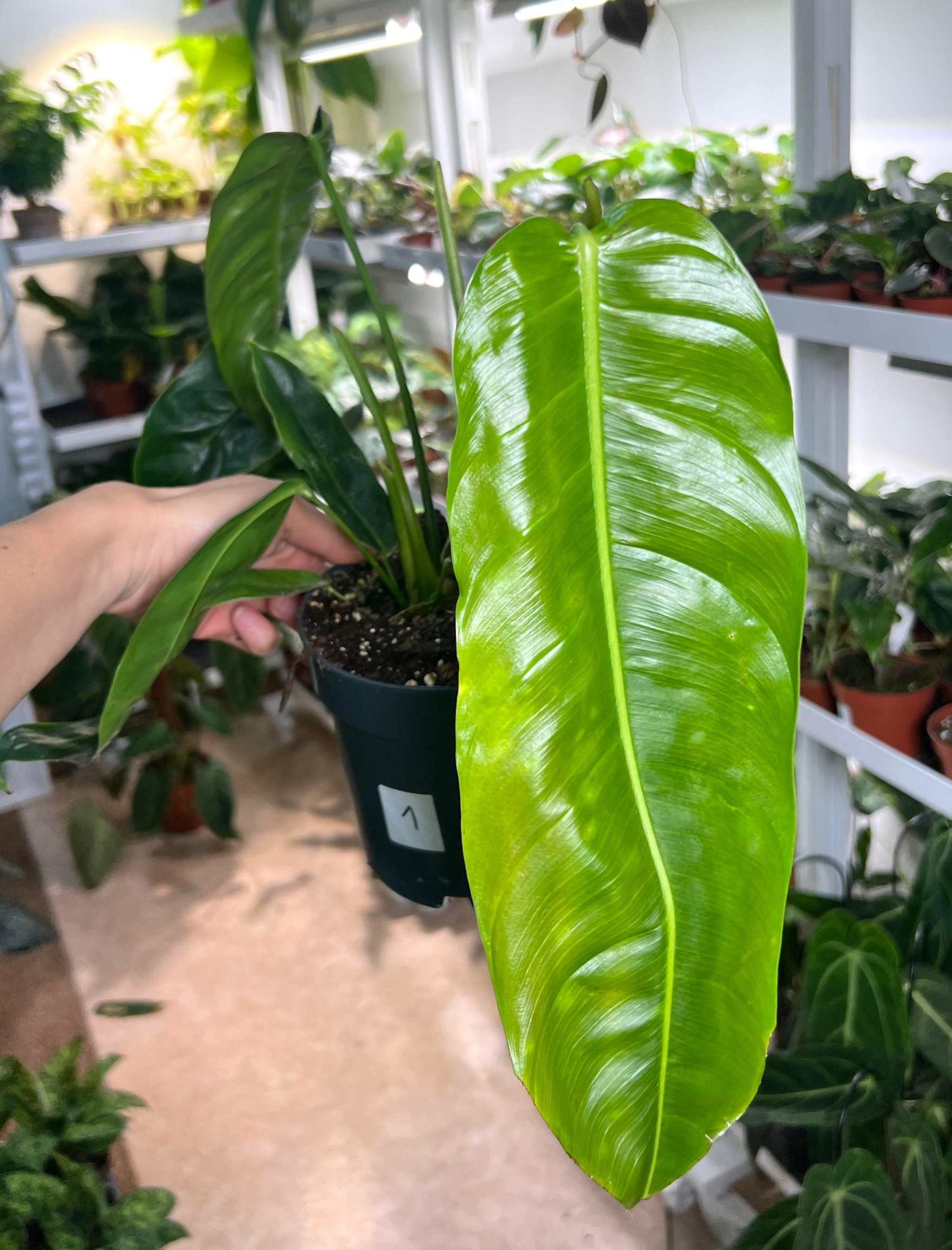 Philodendron patriciae