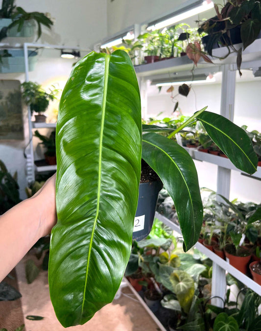 Philodendron patriciae