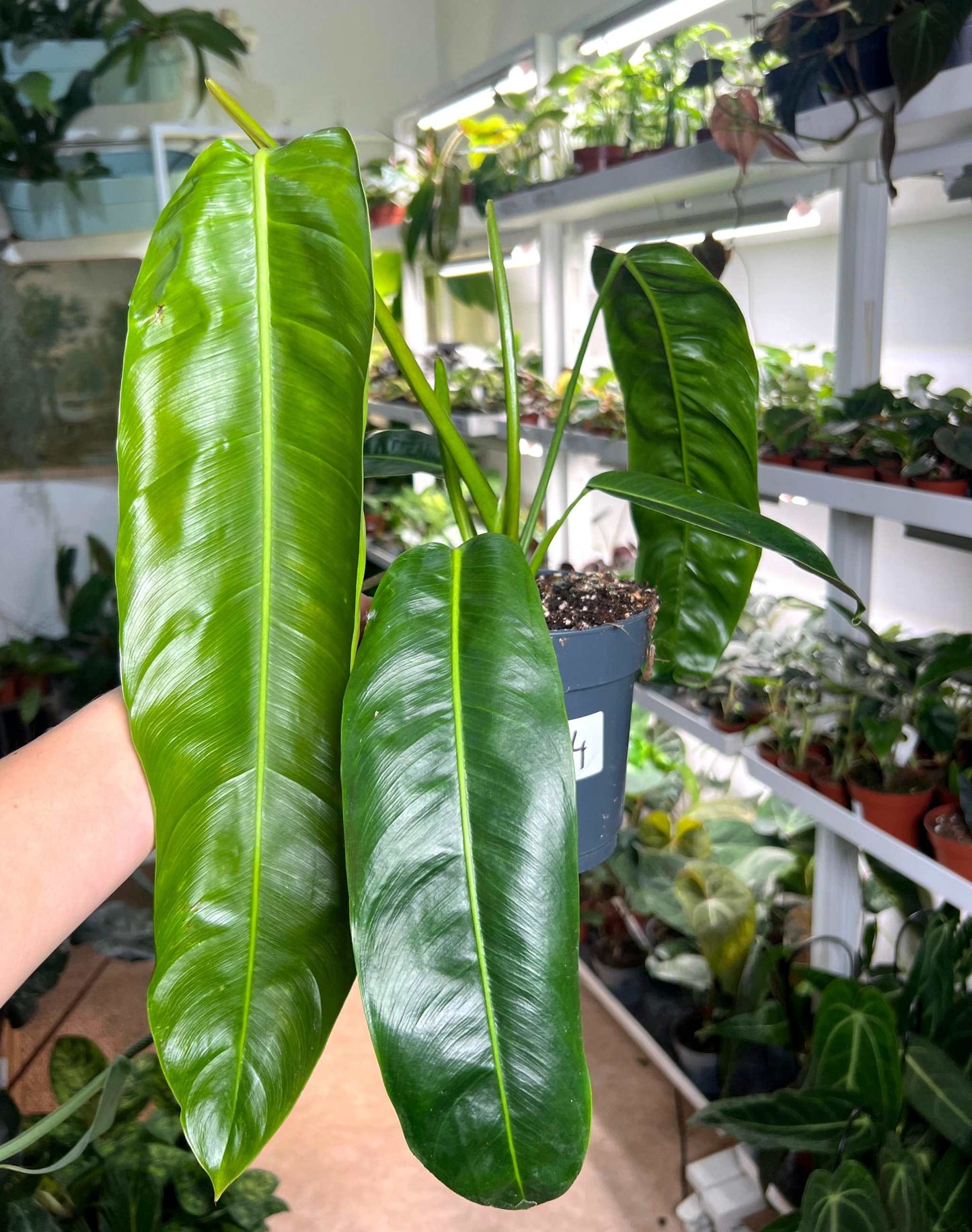 Philodendron patriciae