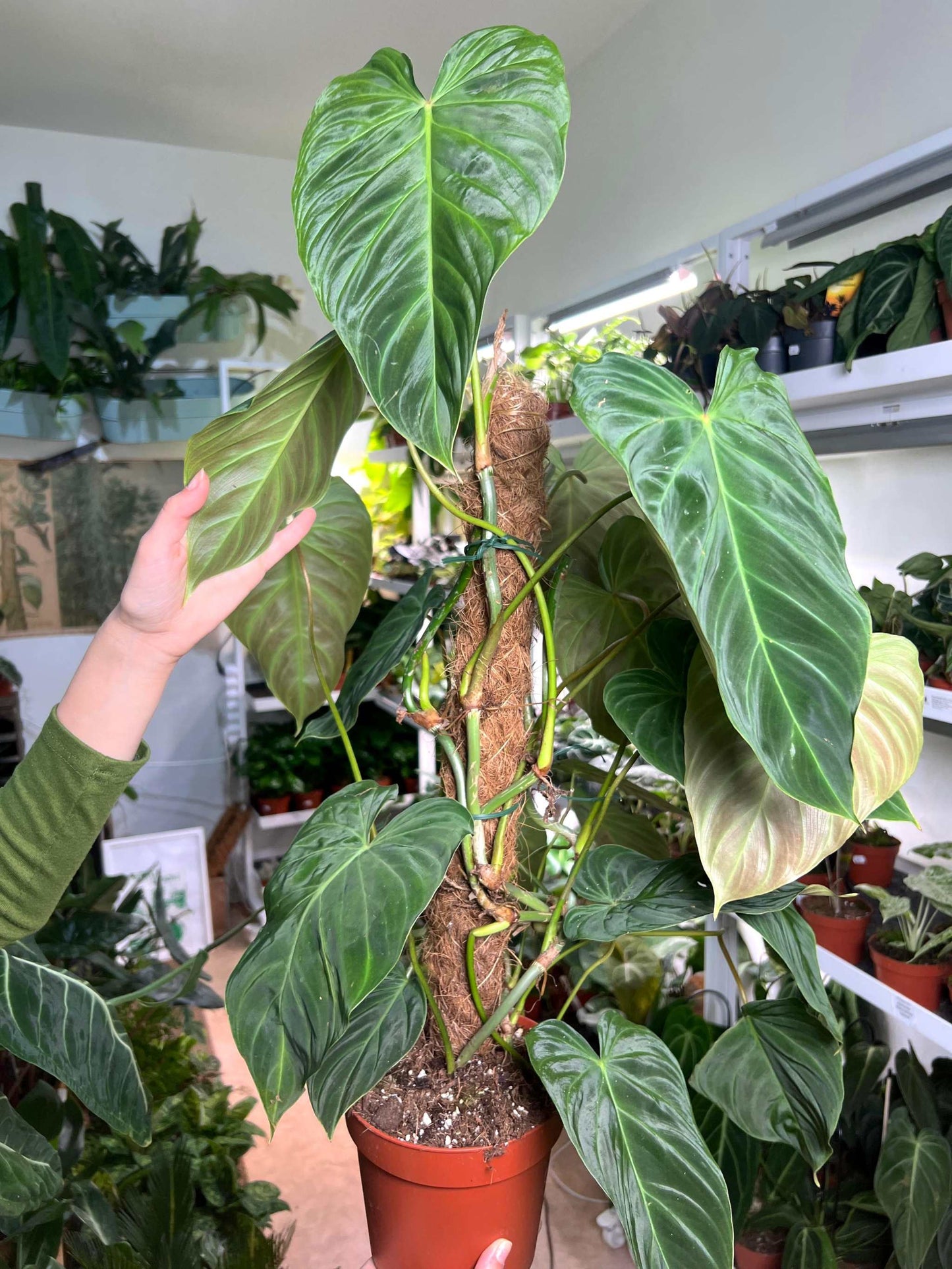 Philodendron splendid (verrucosum x melanochrysum)