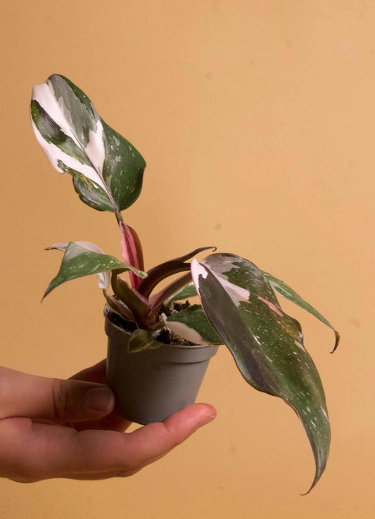 Philodendron red anderson