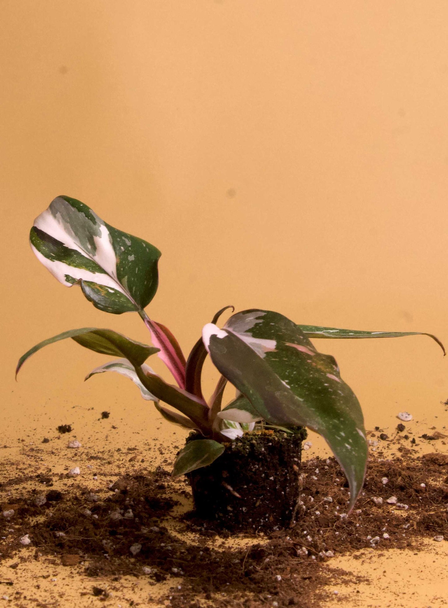 Philodendron red anderson