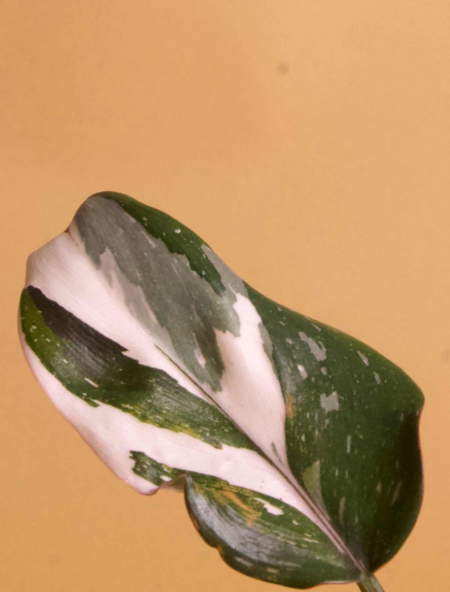 Philodendron red anderson