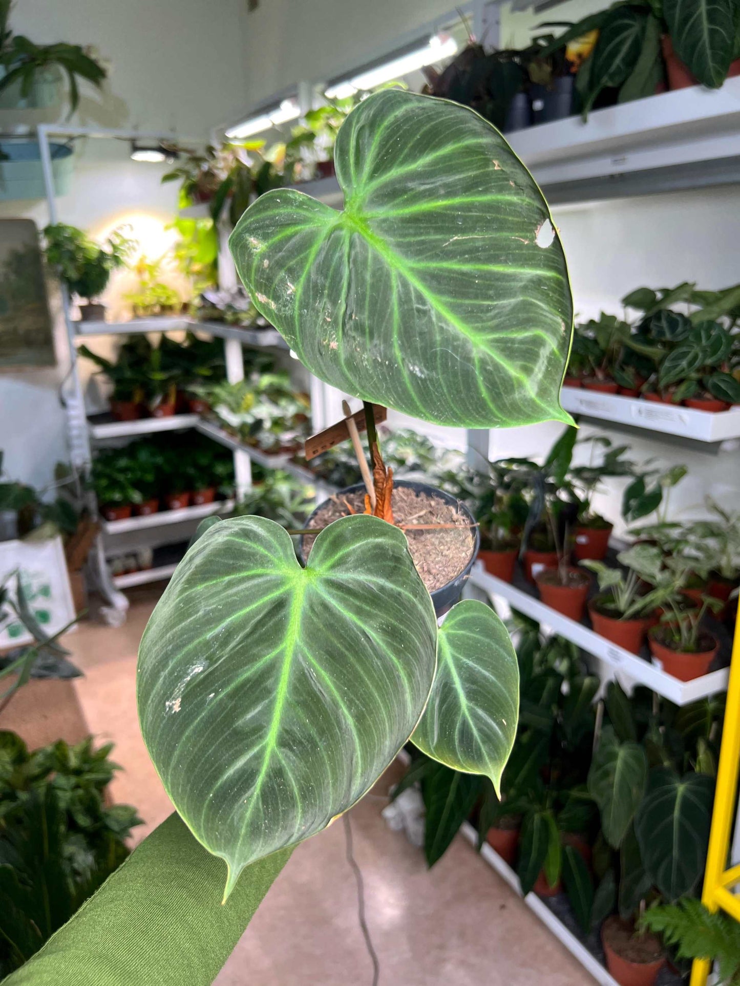 Philodendron rubrijuvenile 'El Choco Red'