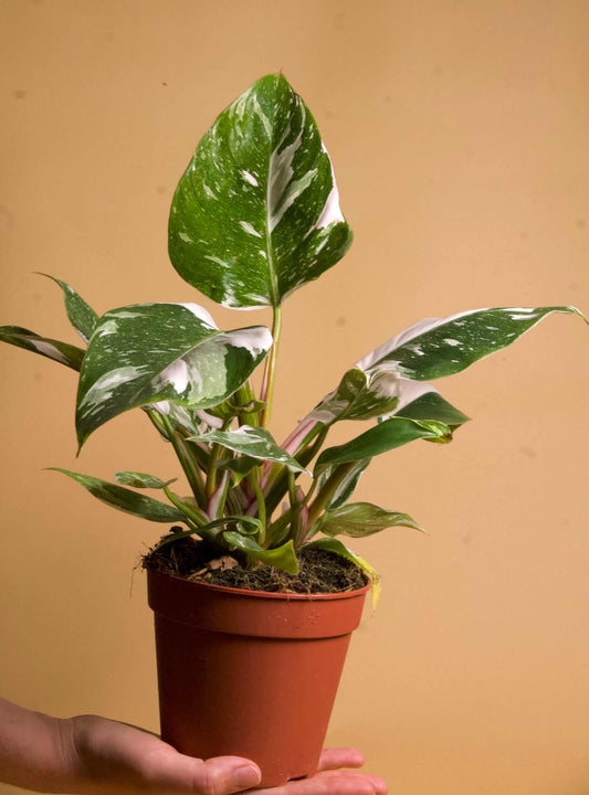 Philodendron 'White Princess'