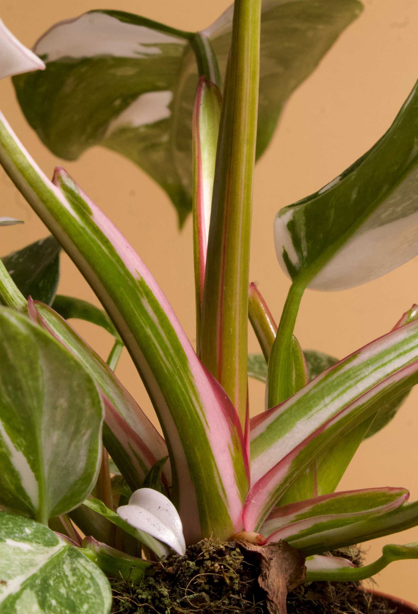 Philodendron 'White Princess'