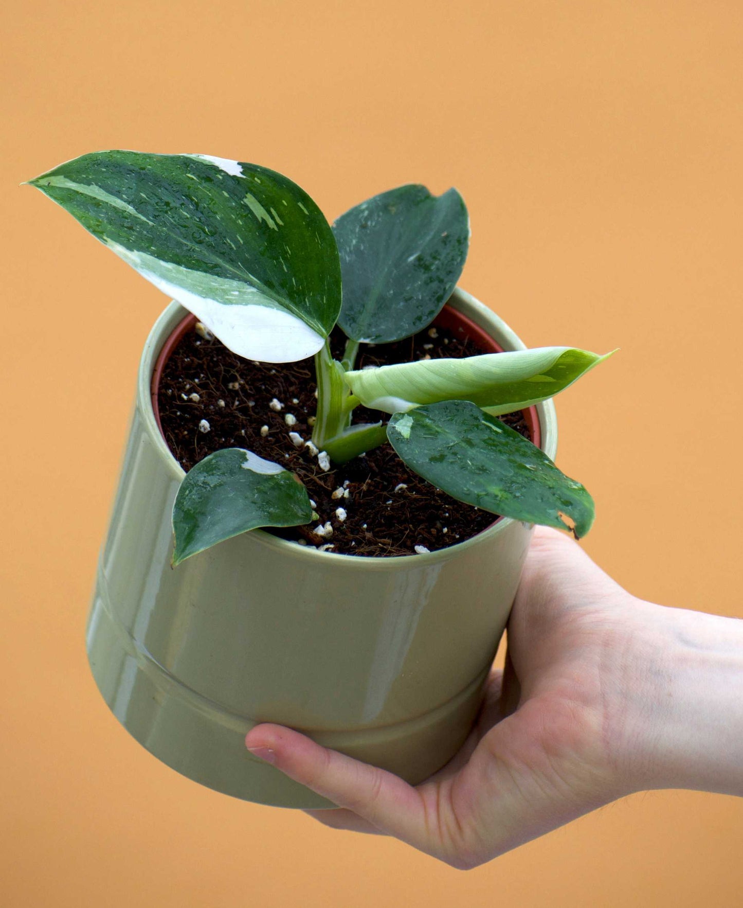 Philodendron white wizard