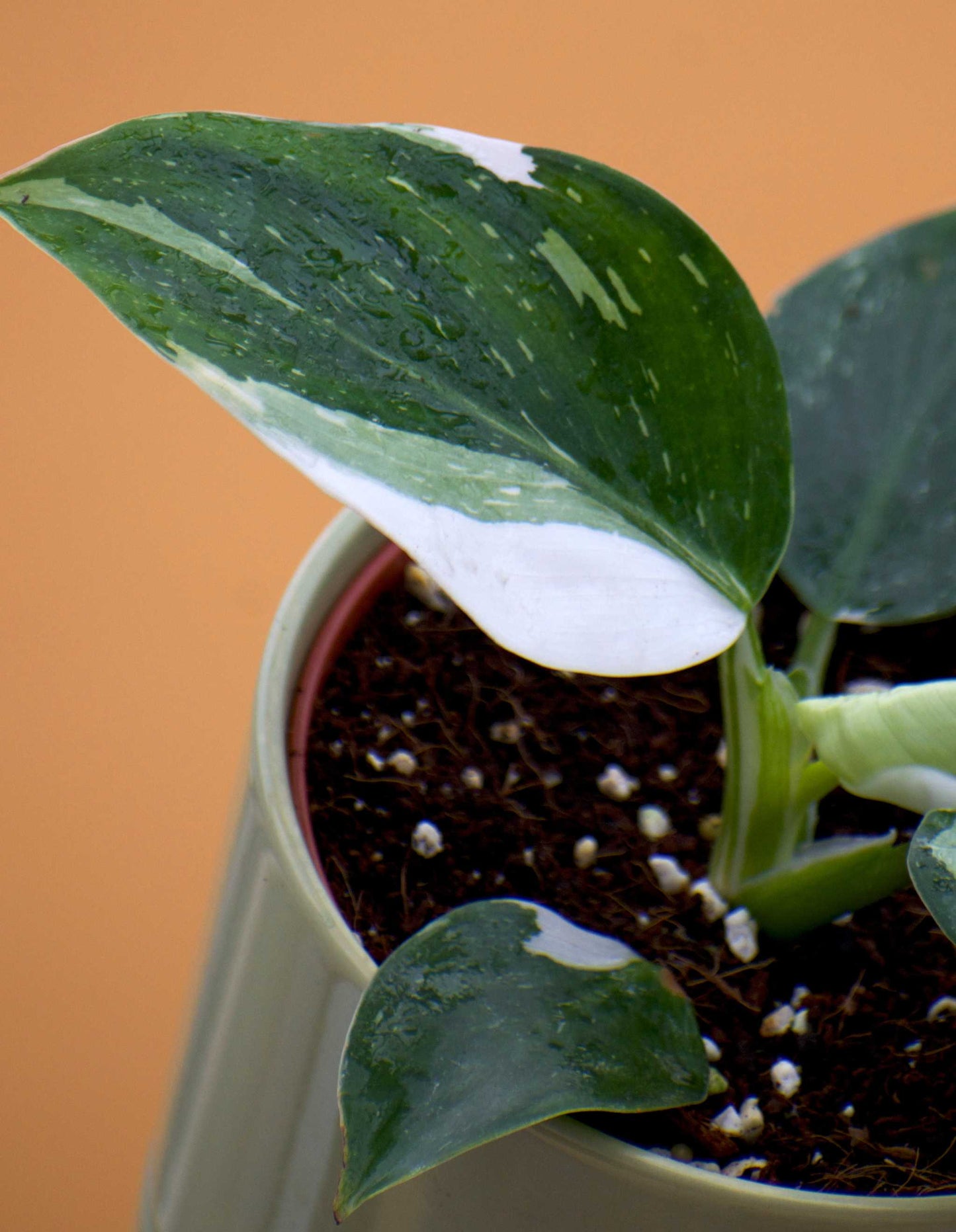 Philodendron white wizard